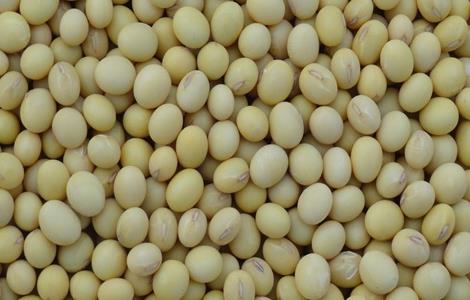 大豆储藏注意事项