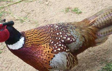 野鸡窝一般在什么地方？