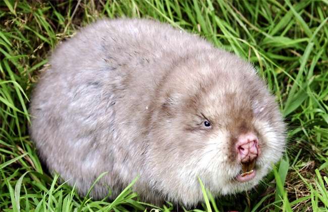 竹鼠断牙的原因及解决多久？