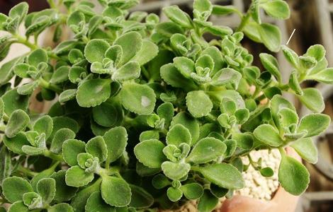 碰碰香的功效与作用