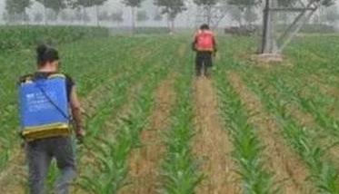 怎样使用玉米除草剂 有哪些需注意事项？