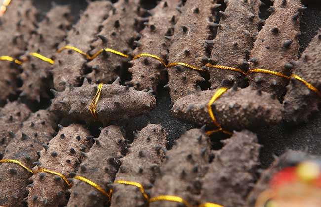 海参是什么动物?