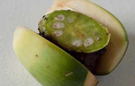 孕妇能吃槟榔吗？