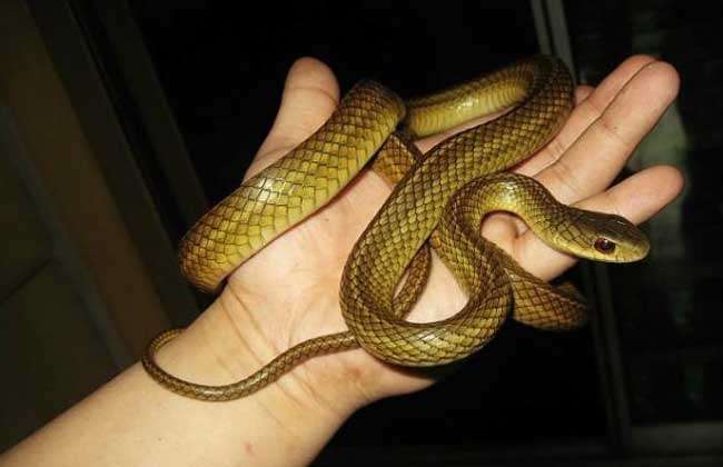 乌梢蛇会咬人吗？