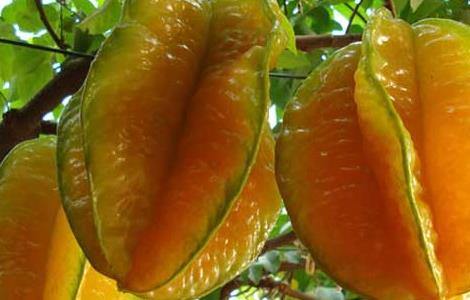 孕妇能吃杨桃吗？