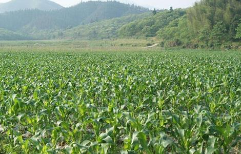 如何提高玉米的产量