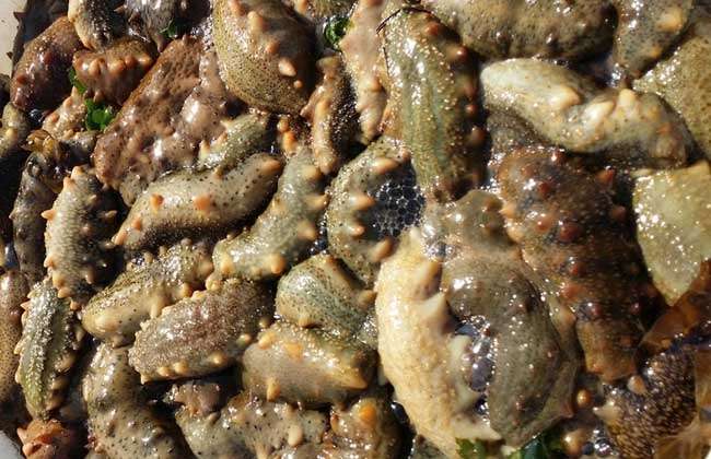 海参是什么动物?