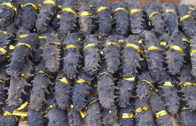 海参是什么动物?