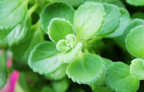 碰碰香的功效与作用