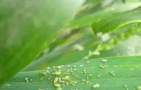 玉米蚜虫的防治多久？