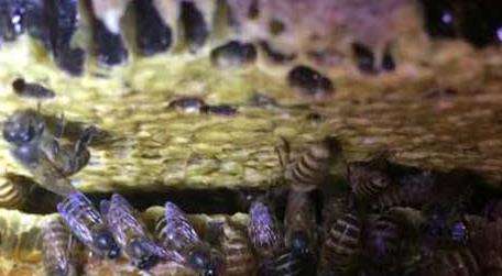 怎么引来蜜蜂自己养殖