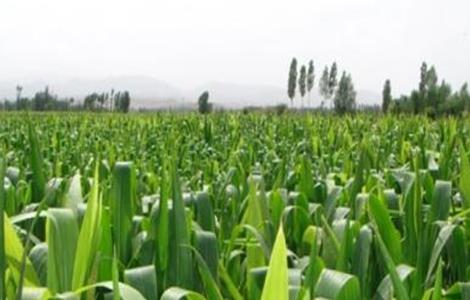 如何提高玉米的产量