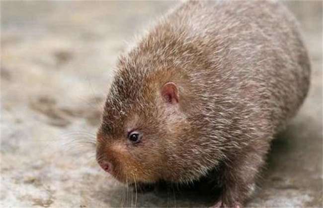 竹鼠断牙的原因及解决多久？