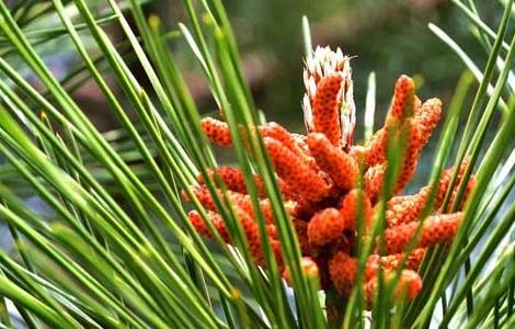 孕妇能吃松花粉吗？