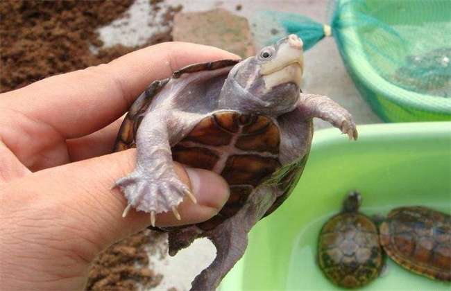 乌龟的饲养多久？