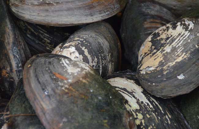 请问河蚌的繁殖技术