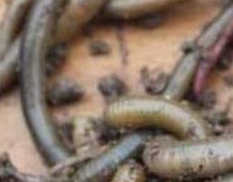 蚯蚓白糖的作用与功效（蚯蚓白糖的药用价值）