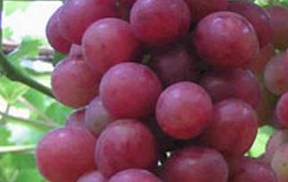 京秀葡萄的功效与作用