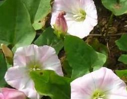 打碗花与牵牛花的区别（打碗花的功效）