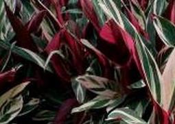 紫背竹芋有毒吗（紫背竹芋的养殖多久）