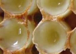 洋槐浆的功效与作用