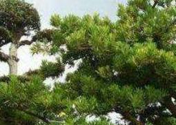 罗汉松怎么养（罗汉松的养殖方法和注意事项）