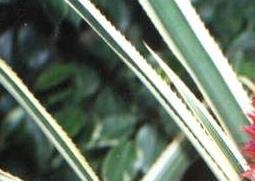 黑心金光菊的功效与作用