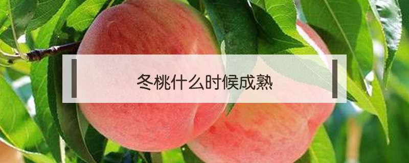 请问冬桃什么时候成熟