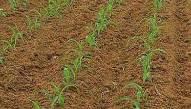 直播玉米的播种方式有哪些（各有什么特点）