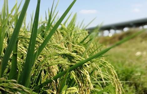 请问如何防治水稻贪青晚熟