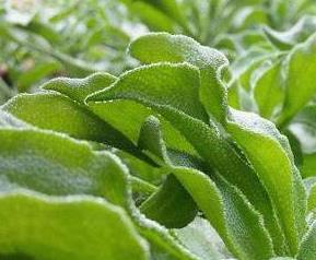 冰菜怎么种植（冰菜种植有窍门）