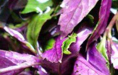 紫背菜的功效与作用（紫背菜什么人不能吃）