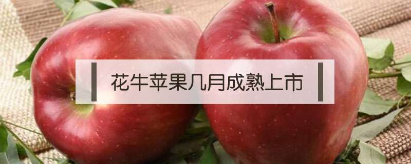 请问花牛苹果几月成熟上市