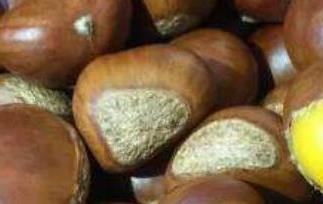 生板栗怎么吃（生板栗怎么做好吃）