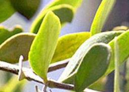 荷荷巴油的功效与作用（荷荷巴油的使用禁忌）