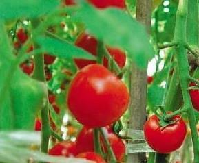 番茄灰斑病材料和做法