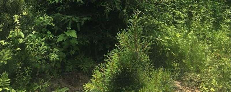 环嗪酮使用多久？
