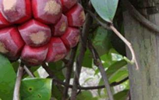 布福娜的功效与作用