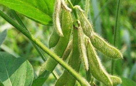 大豆高温危害的防治多久? 大豆高温危害的防治多久?