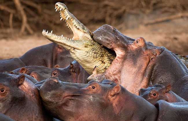 请问鳄鱼为什么不吃河马？