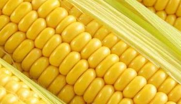 请问玉米的营养价值