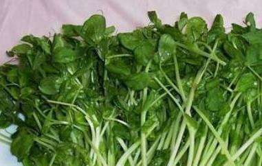豌豆芽的营养价值（吃豌豆芽的好处）