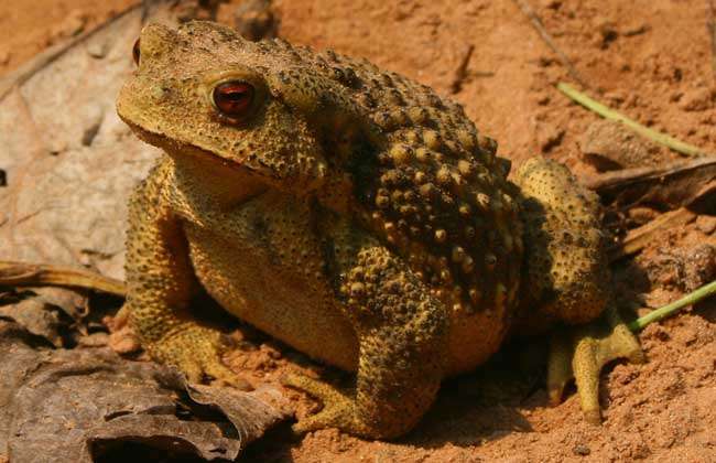 请问蟾蜍养殖技术