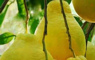 低糖水果有哪些（哪些水果糖粉低）