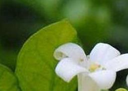 米兰花的养殖方法（养殖米兰花的注意事项）