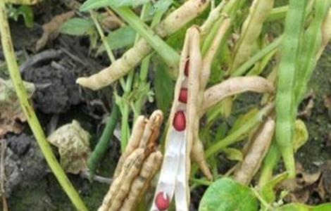 请问红小豆花荚脱落防治措施