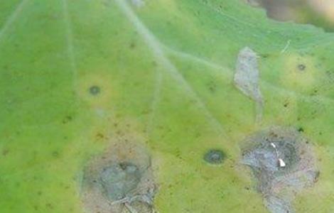油菜的病虫害防治多久? 油菜的病虫害防治多久?