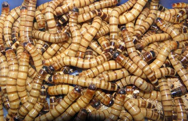 请问大麦虫养殖技术