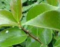 綟木的功效与作用