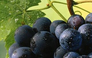 常吃黑加仑的好处有哪些（吃黑加仑的营养价值）